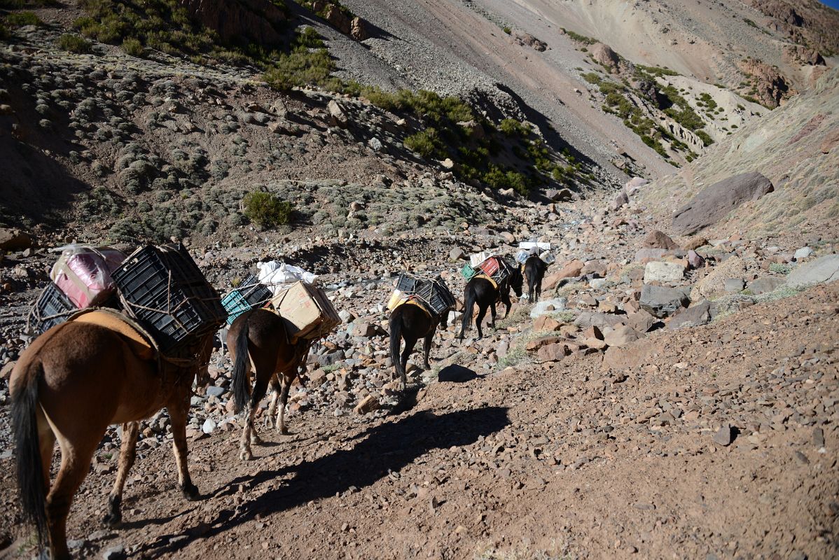 03 Mules Carrying Loads Up The Relinchos Valley From Casa de Piedra To Plaza Argentina Base Camp